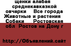 щенки алабая ( среднекавказкой овчарки) - Все города Животные и растения » Собаки   . Ростовская обл.,Ростов-на-Дону г.